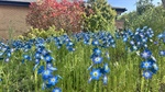 Flurry of Forget-Me-Nots