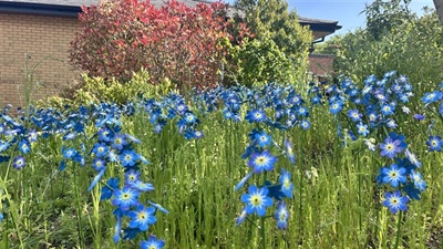 Flurry of Forget-Me-Nots